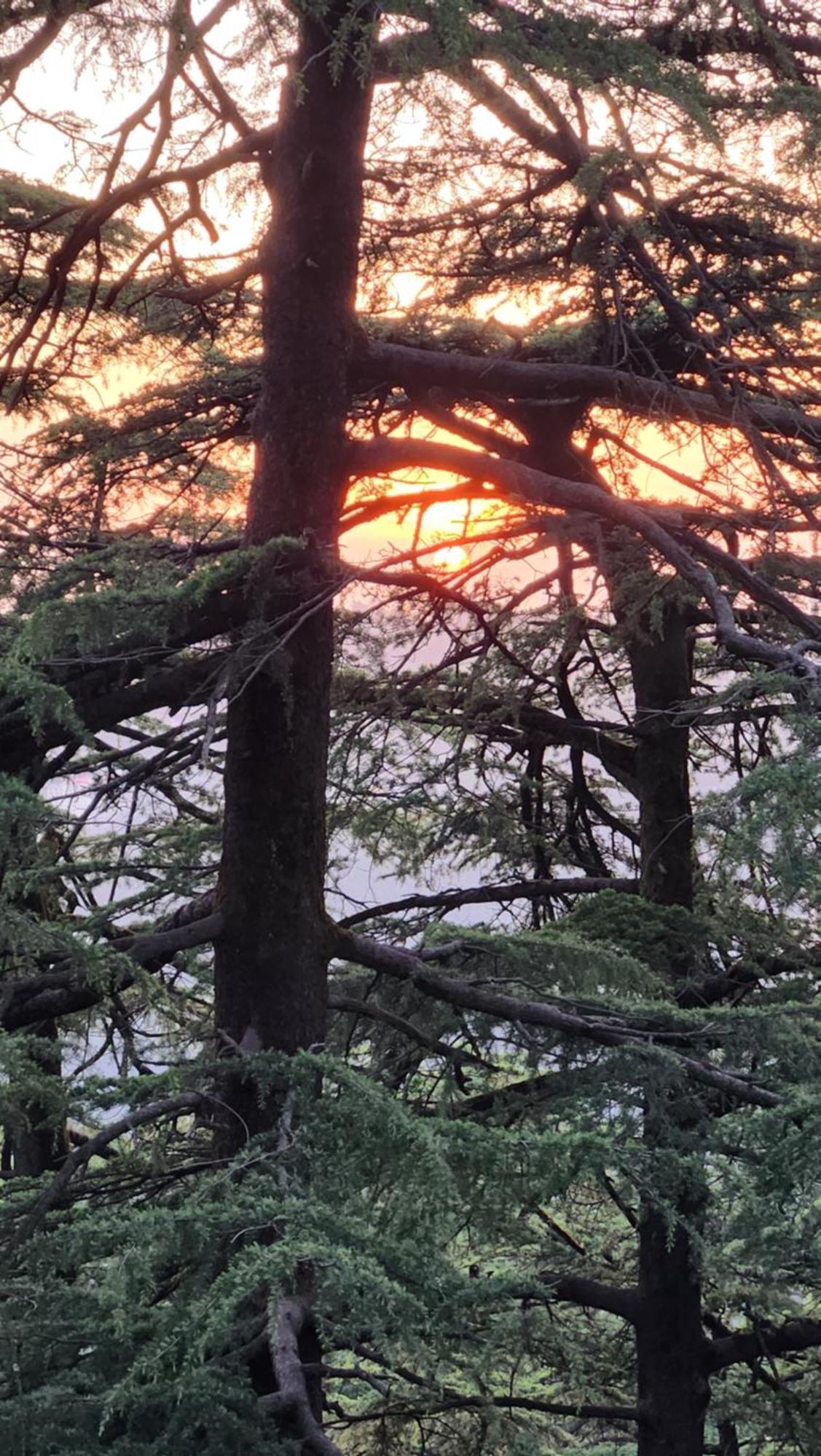 Glen View Heritage Homestay Shimla Zewnętrze zdjęcie